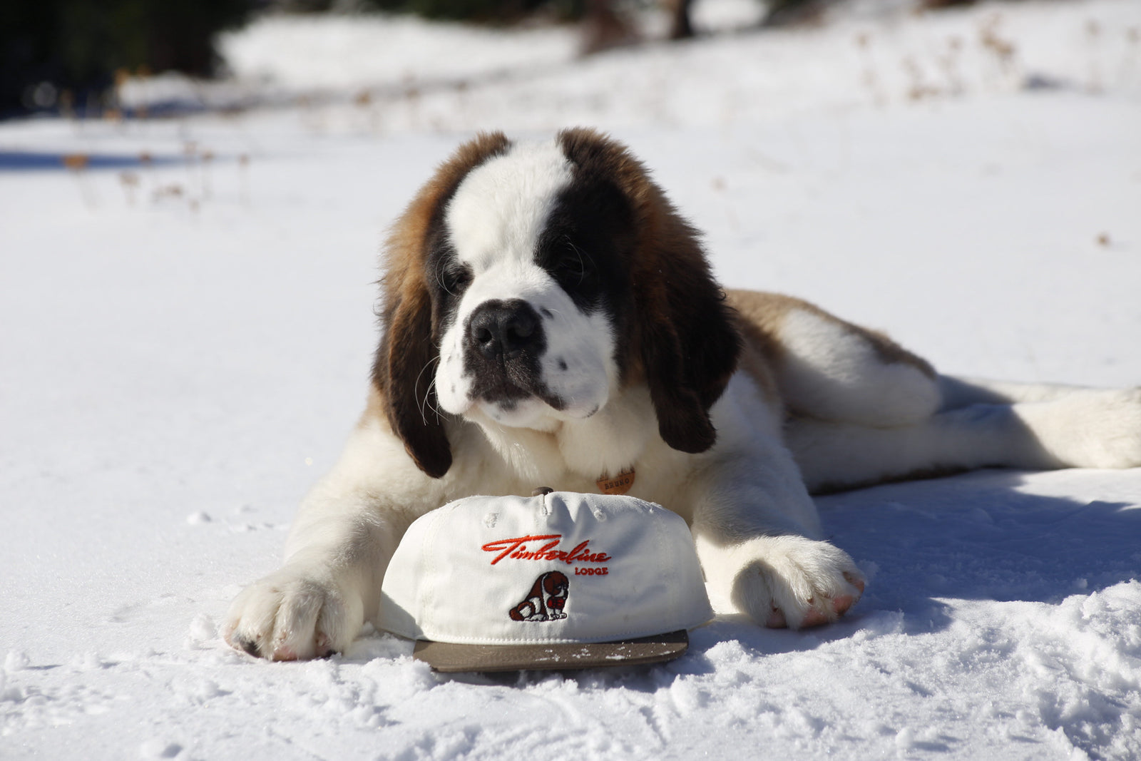 St. Bernard Vintage Cap